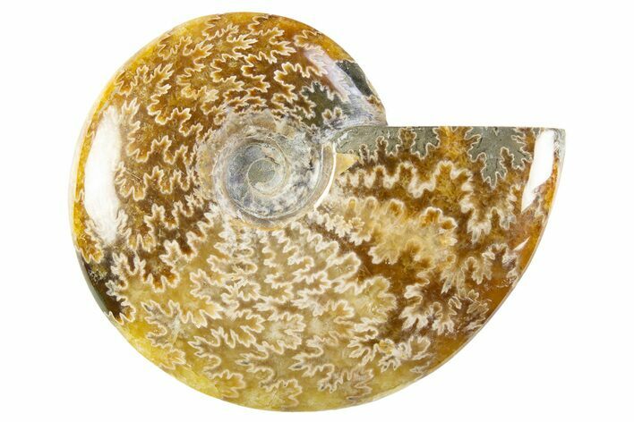 Polished Cretaceous Ammonite (Cleoniceras) Fossil - Madagascar #305903